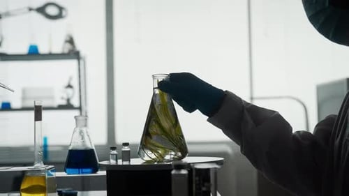 Une plante dans un erlenmeyer pour une expérience en gros plan Le scientifique prend le flacon et