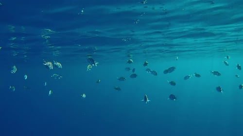 School of Indo-Pacific sergeant swimming below surface of water reflected in it