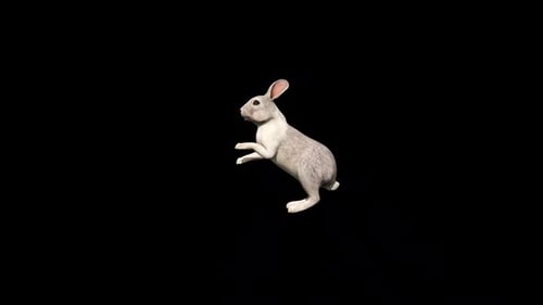 Realistic 3D Animated Rabbit Hopping and Standing Loop