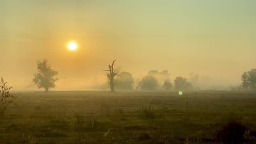 Shot of morning mist over open field at sunrise. Trees in the fog. Magic autumn morning.