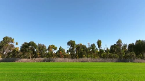Tree line and Green landscape on a beautiful clear day
