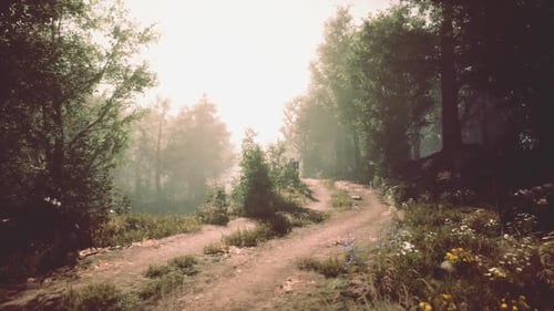 Tranquil Forest Path Winding Through Sunlight Drenched Trees at Dawn
