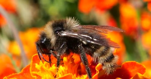 Bumble Bee on Bright Orange Flower, Close Up