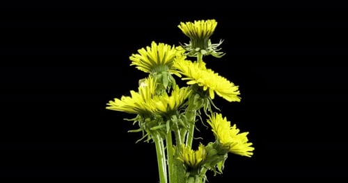 Zeitraffer von Löwenzahn beim Öffnen, Nahaufnahme, Makroaufnahme von Blumen, blühende Gruppe, Zeitlupe
