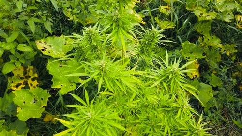 cannabis bush found in the middle of land in the field