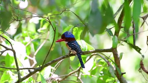 Ein Baum, Eisvogel und einer der schönsten Vögel Thailands in tropischen Regenwäldern
