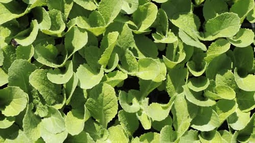 Camera Movement Above a Young Green Seedlings Hinese Cabbage