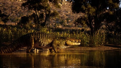 Crocodile marchant au bord de l'eau dans un cadre naturel serein