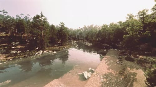 Un río que atraviesa un bosque lleno de muchos árboles