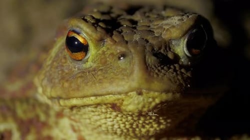 Portrait Head of Big Green Toad on the Ground in the Forest at Night