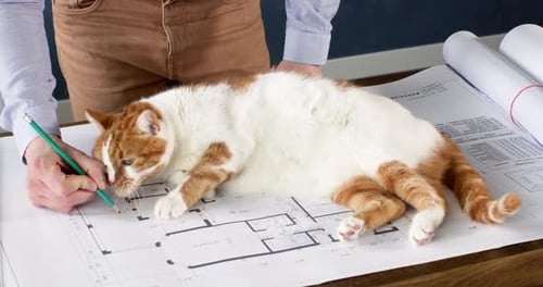 Architect s Orange Cat Sleeping Right on Important Blueprint Drawings