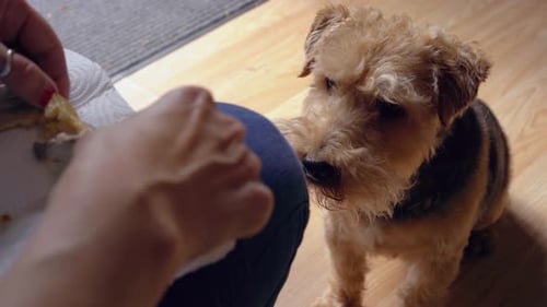 Dog gets chicken treat from owners hand