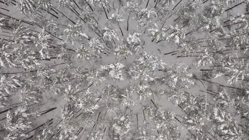 Aerial Topdown View of a Frozen Winter Pine Forest Everything Covered with Snow