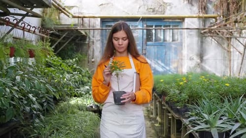 Young Female Worker of Greenhouse Carrying Potted Plant Portrait Growing Plants in Organic Farm