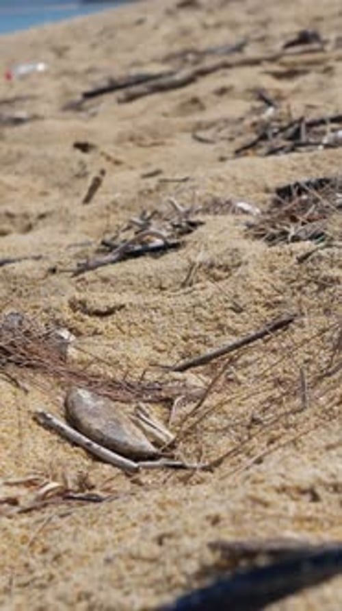 Sandstrand, übersät mit Treibholz und Trümmern, Nahaufnahmen aus tiefem Winkel zeigen den flaschenblauen Schnorchel