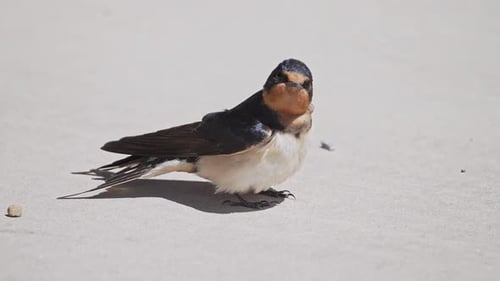 Swallow standing on the concrete as it looks around