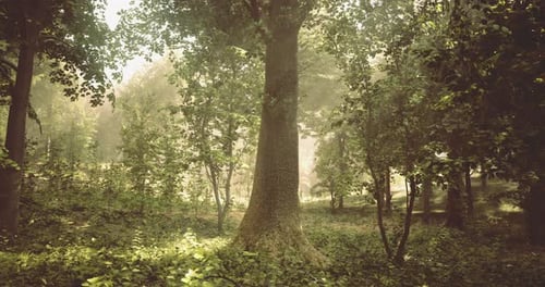 Serenity of a Sunlit Forest with Lush Greenery and Tall Trees