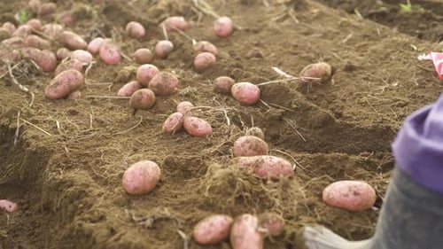 Fresh Organic Potatoes During Harvest in the Field