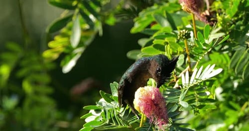 Antillean crested hummingbird (Orthorhyncus cristatus) flying and feeding at a flower on the Caribbe