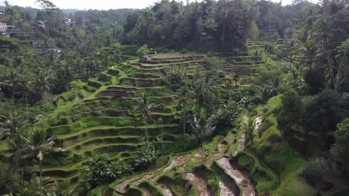 Aerial of Tegallalang Rice Terrace