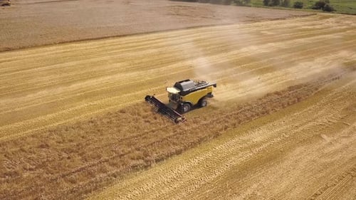 Aerial View of Combine Harvester Harvesting Large Ripe Wheat Field