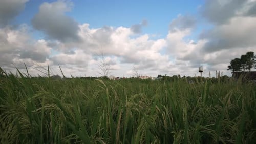 Bali rice field_rice plants blowing in the wind