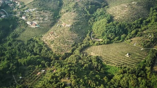 Olive Garden From a Bird's Eye View