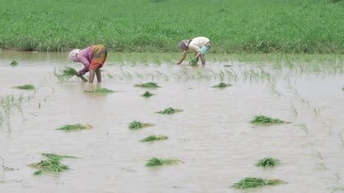Capacitando a agricultura indiana - um vislumbre do trabalho árduo das comunidades agrícolas
