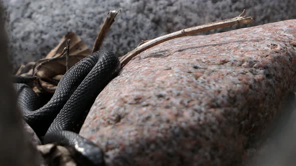 Two grass snakes slithering on rock next to each other in spring ...