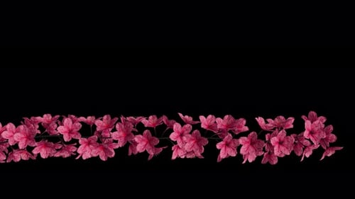 Blooming Cherry Branch - Pink Flowers - Lower Third Title Plate In Out - Alpha Channel