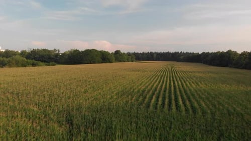Aerial View of Lush Green Cornfield Landscape