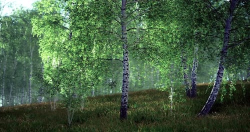 Sunlight Filtering Through Vibrant Birch Trees in a Serene Forest Glade