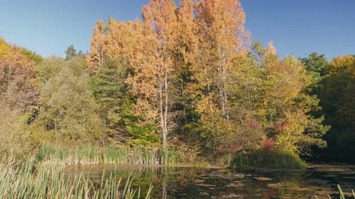 Lake in the Autumn Forest