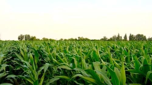 Young Corn on the Field Selective Focus