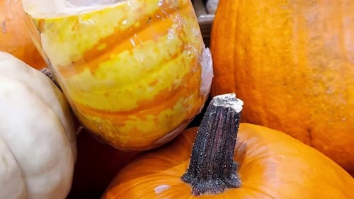 Pumpkins and Gourds for Fall Harvest