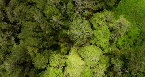 Cloud shadow and sunlight dance across thick dense tropical tree forest canopy