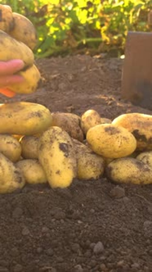 Potato Harvest in the Garden Selective Focus