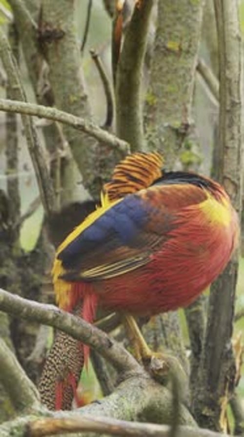 Chrysolophus pictus ou faisan rouge doré assis dans un arbre Vidéo verticale.
