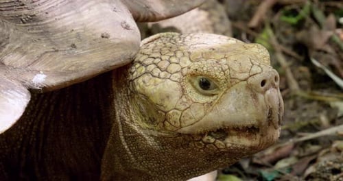 Close-up shot of the head of an African spurred tortoise, Centrochelys sulcata, an endagered species