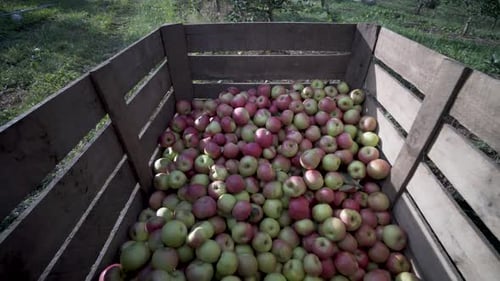 Pulling away from an apple bin full of freshly picked Honey Crisp apples to reveal an apple orchard