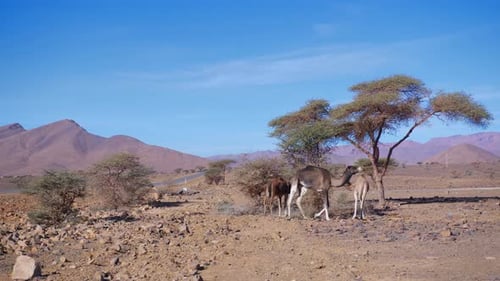 Dromedarys in westsahara, mauritania and morocco