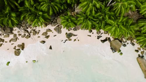 Turquoise Waves and Green Palm Trees Along a Sandy Coastline Seychelles Mahe
