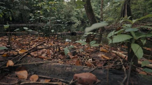 Erkundung des Dschungels. Langsame Bewegung im tropischen Regenwald-Dschungel mit der Kamera, die auf die Baumwipfel kippt
.