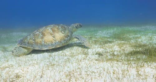 A graceful sea turtle glides slowly over a shallow seagrass bed in clear tropical waters.