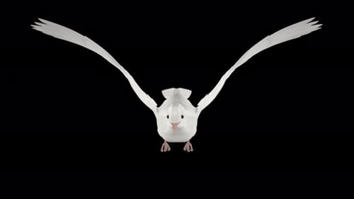 Pomba romântica - Pássaro pombo branco - Flying Loop - Vista aérea frontal de perto - Alpha Channel - 4K