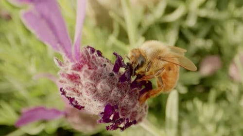 Close-up of a bee collecting nectar from a vibrant lavender flower in a garden during summer