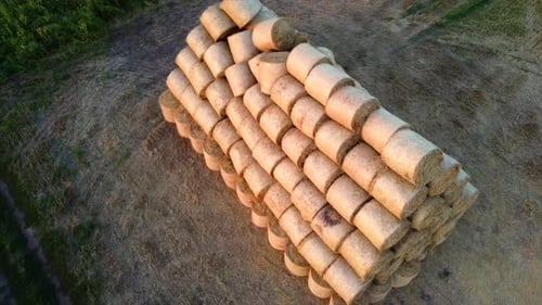 Many Bales Compressed Dry Wheat Straw Twisted Round Rolls on Field Sunset Dawn