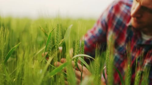 Agronomist Examining Green Ripening Wheat Ears Sitting in Farm Field Farmer Holding a Bunch of