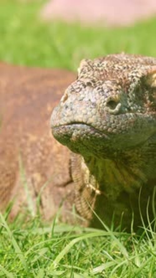 Dragon de Komodo se prélassant au soleil sur l'herbe verte