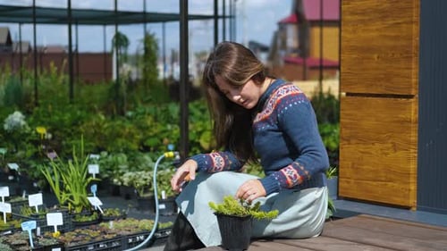 Gärtner beschneidet eine Pflanze zum Pflanzen mit Gartenschere